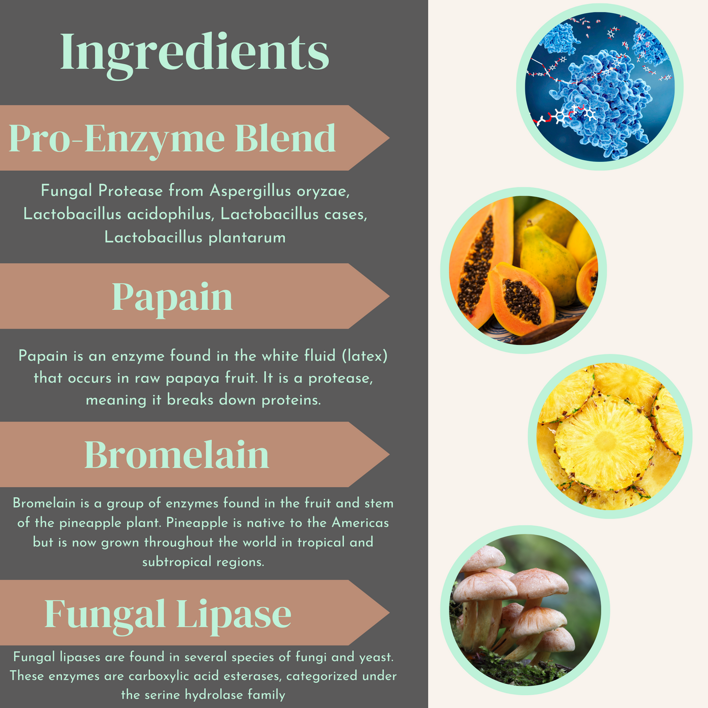 Digestive Enzyme Pro Blend